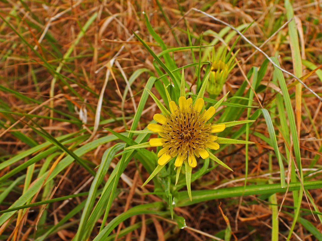Bleke morgenster [20177] 22-mei-2025 (Liepe).jpg - Bleke morgenster [Tragopogon dubius]
