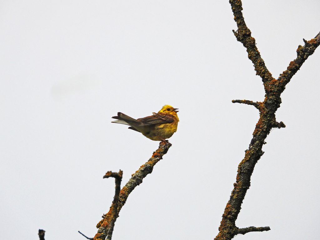 Geelgors [20185] 22-mei-2025 (Liepe).jpg - Geelgors [Emberiza citrinella]