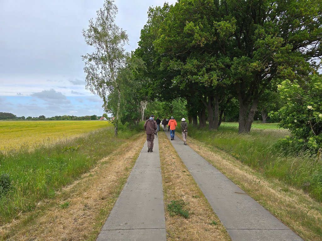 Op zoek naar de Ortolaan [103] 22-mei-2025 (Liepe).jpg - Op zoek naar de Ortolaan