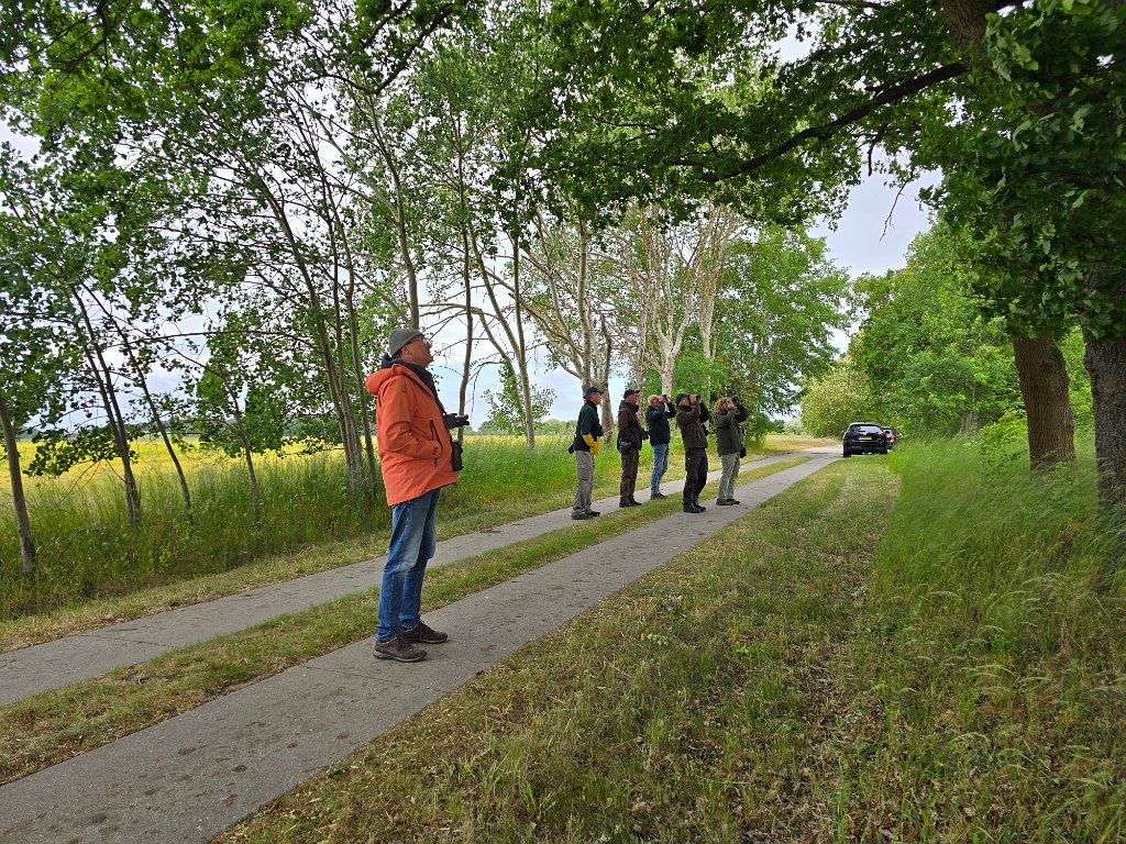 Op zoek naar de Ortolaan [Dui-10111] 22-mei-2025 (Liepe).jpg - Op zoek naar de Ortolaan