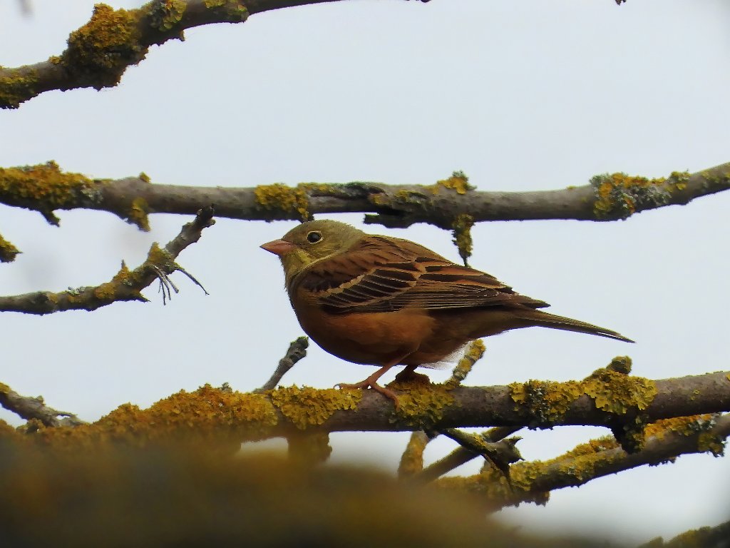 Ortolaan [20216] 22-mei-2025 (Liepe).jpg - Ortolaan [Emberiza hortulana]