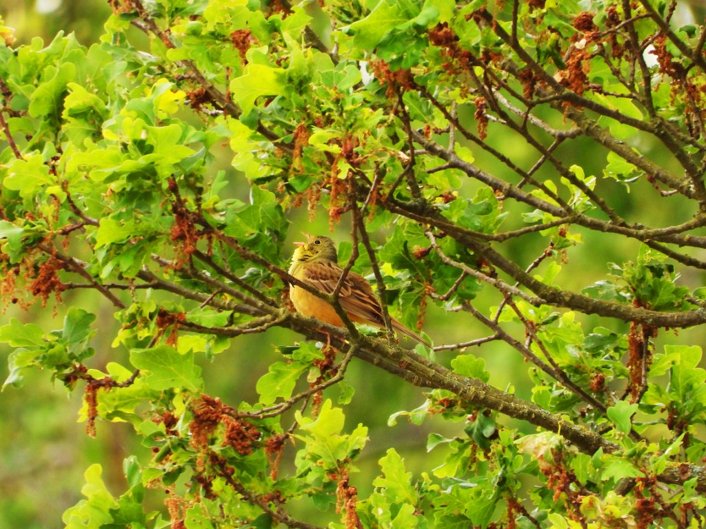 Ortolaan [20219] 22-mei-2025 (Liepe).jpg - Ortolaan [Emberiza hortulana]
