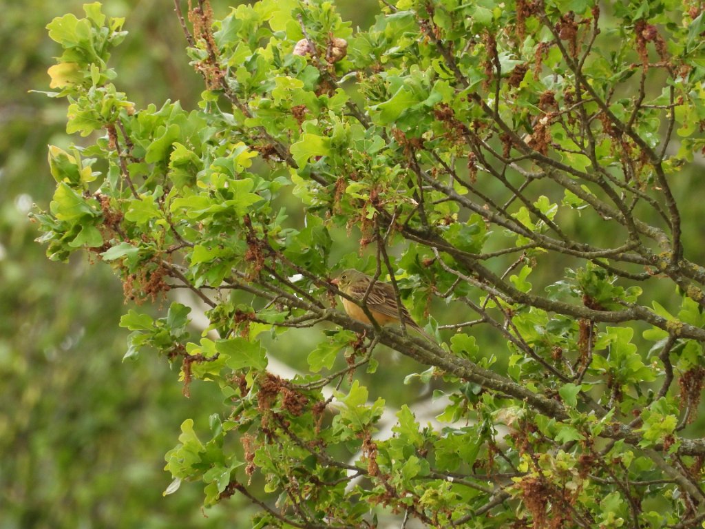 Ortolaan [20220] 22-mei-2025 (Liepe).jpg - Ortolaan [Emberiza hortulana]