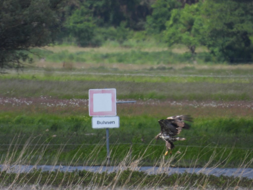 Zeearend [00470] 22-mei-2025 (Havel, Havelberg).jpg - Zeearend [Haliaeetus albicilla]
