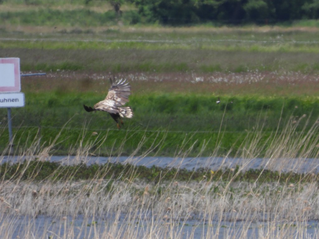 Zeearend [00473] 22-mei-2025 (Havel, Havelberg).jpg - Zeearend [Haliaeetus albicilla]