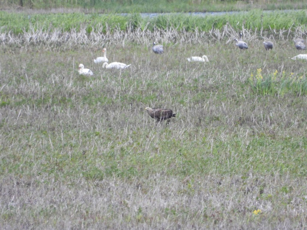 Zeearend [00489] 22-mei-2025 (Havel, Havelberg).jpg - Zeearend [Haliaeetus albicilla]