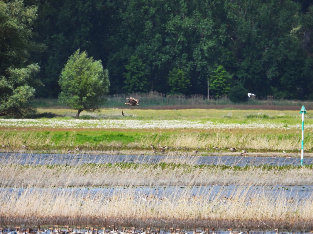 Zeearend [20241] 22-mei-2025 (Havel, Havelberg).jpg - Zeearend [Haliaeetus albicilla]