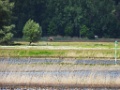 Zeearend [20241] 22-mei-2025 (Havel, Havelberg)