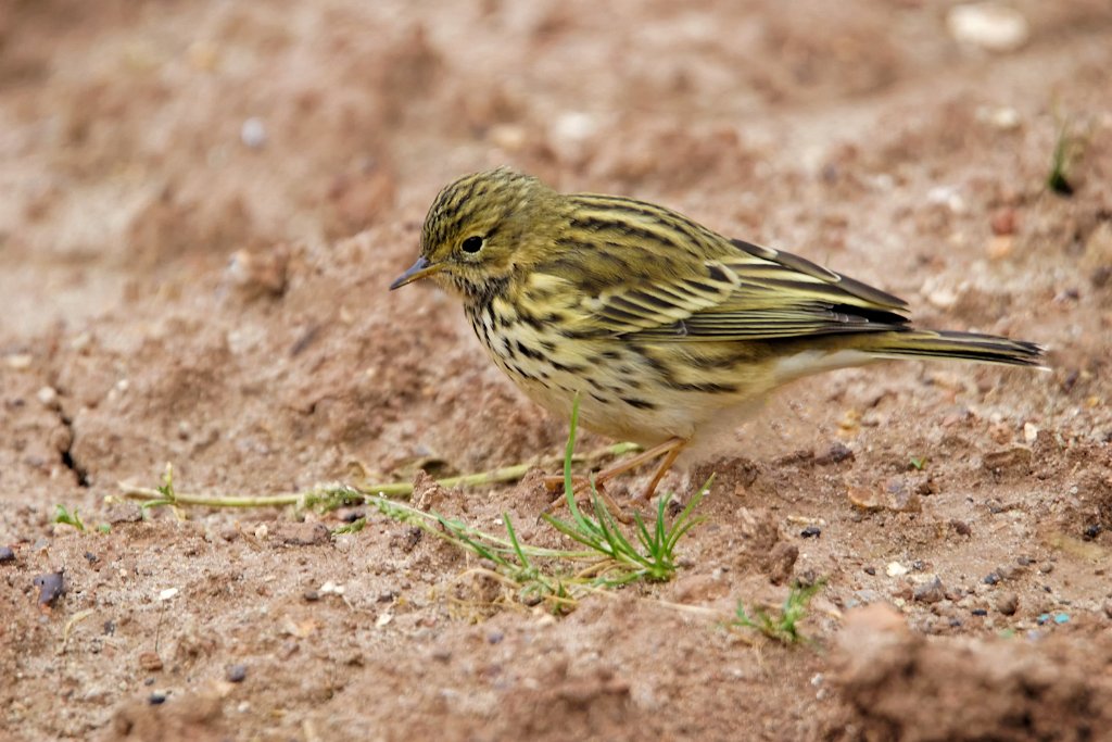 Graspieper [0218] 07-okt-2016 (Helgoland).jpg - Graspieper [Anthus pratensis]