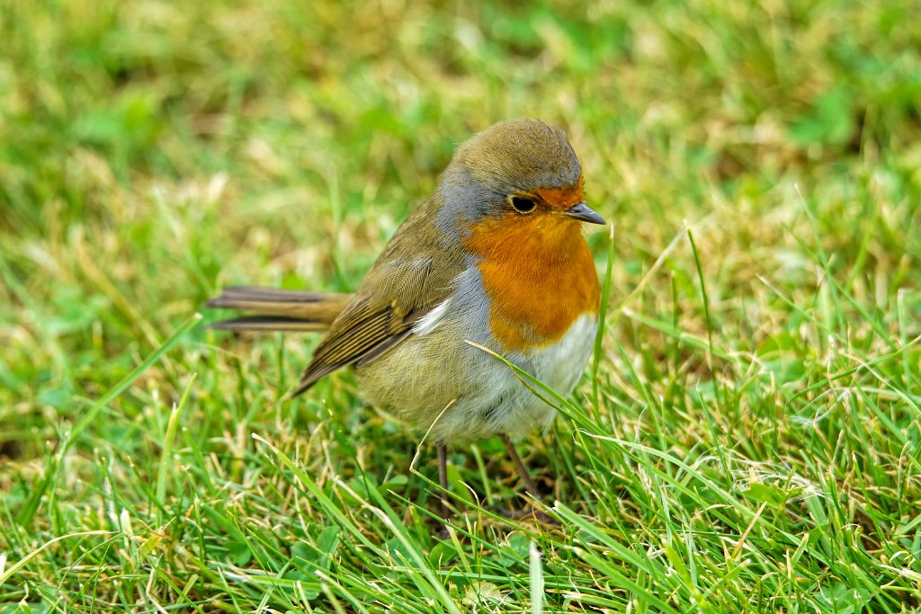 Roodborst [0211] 07-okt-2016 (Helgoland).jpg - Roodborst [Erithacus rubecula]