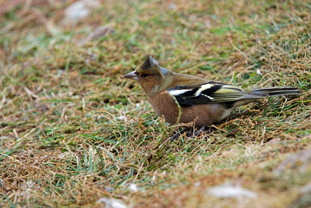 Vink [0233] 07-okt-2016 (Helgoland).jpg - Vink [Fringilla coelebs]