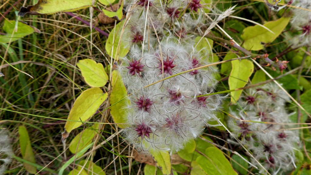 Bosrank [0088] 08-okt-2016 (Helgoland).jpg - Bosrank [Clematis vitalba]