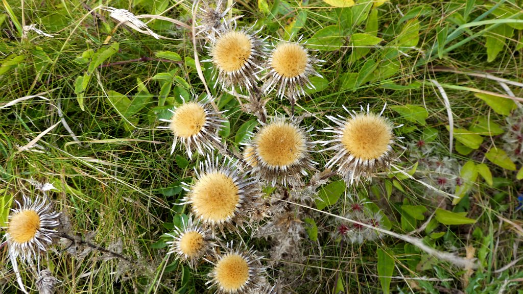 Driedistel [0089] 08-okt-2016 (Helgoland).jpg - Driedistel [Carlina vulgaris]