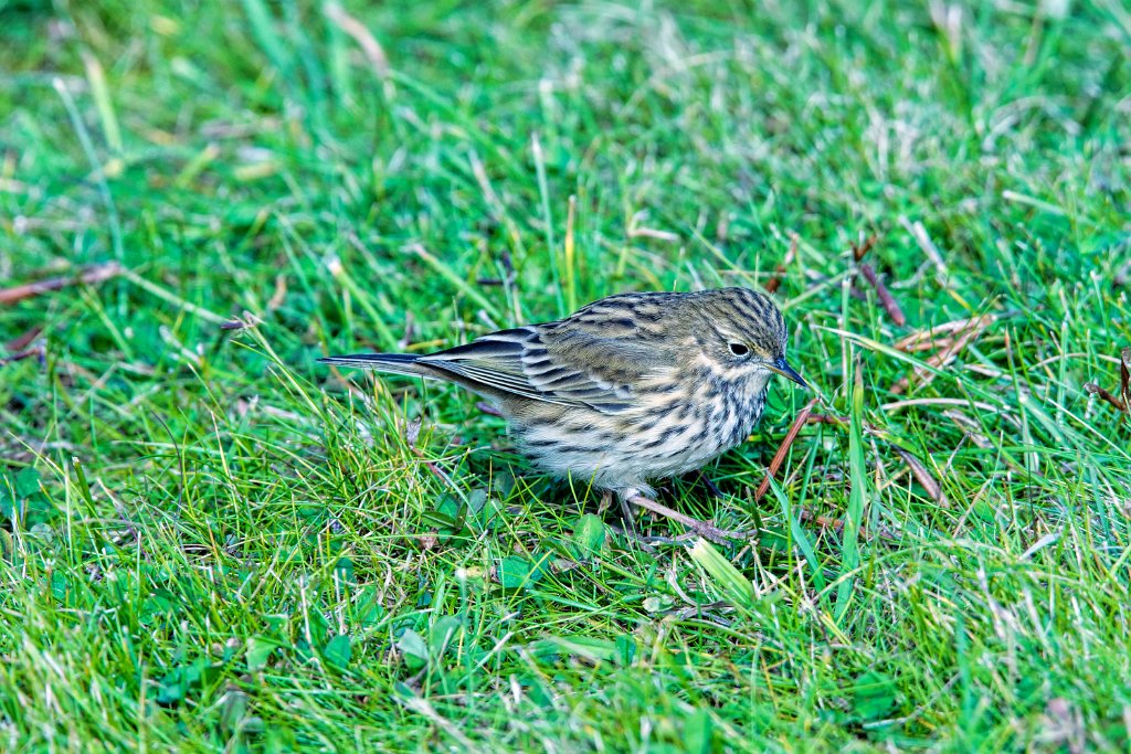Graspieper [0253] 08-okt-2016 (Helgoland).jpg - Graspieper [Anthus pratensis]