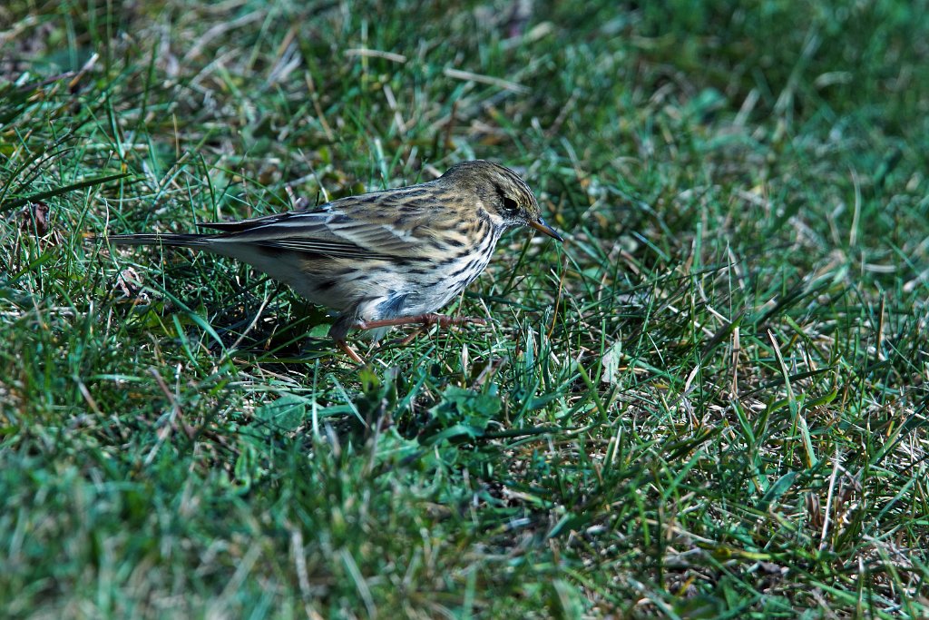 Graspieper [0283] 08-okt-2016 (Helgoland).jpg - Graspieper [Anthus pratensis]