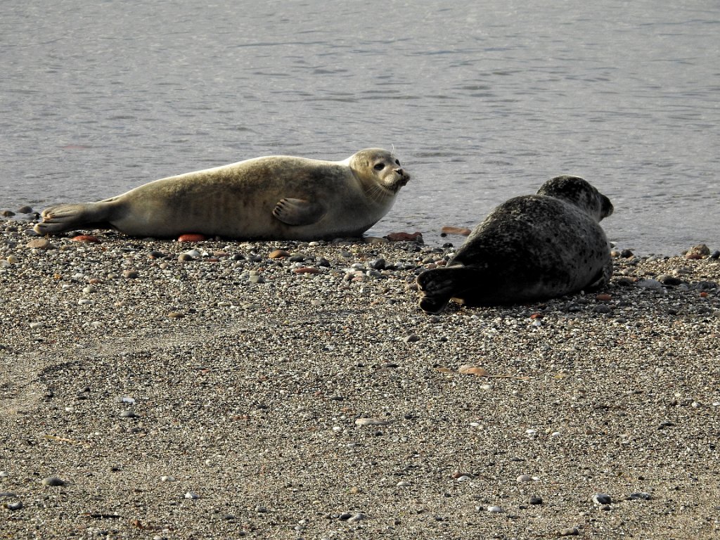 Grijze zeehond [0192] 08-okt-2016 (Helgoland).jpg - Grijze Zeehond [Halichoerus grypus]