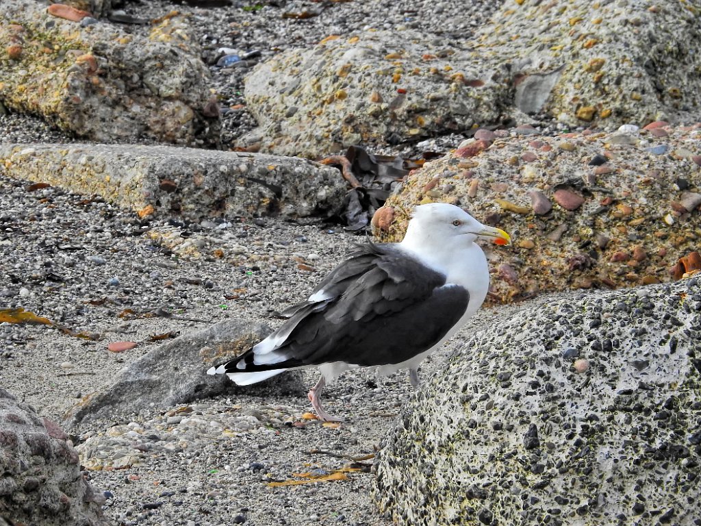 Grote Mantelmeeuw [0200] 08-okt-2016 (Helgoland).jpg - Grote Mantelmeeuw [Larus marinus]