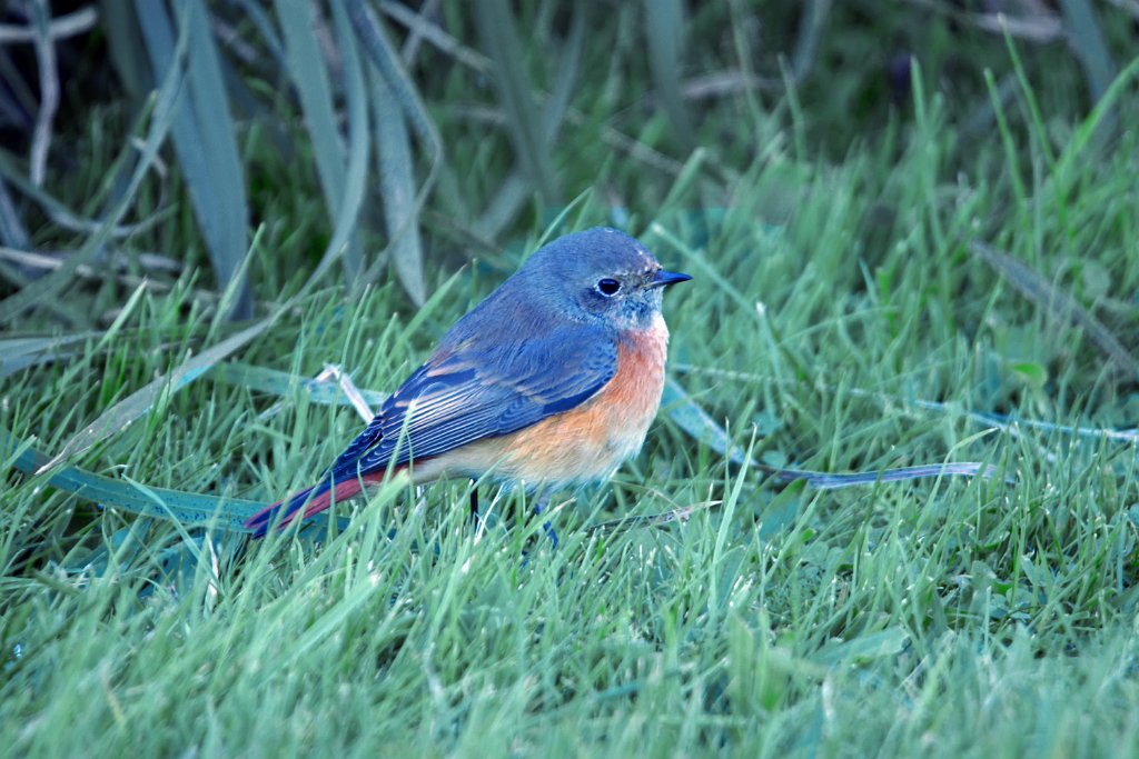 Oosterse Zwarte Roodstaart [0278] 08-okt-2016 (Helgoland).jpg - Oosterse Zwarte Roodstaart [Phoenicurus ochruros phoenicuroides]