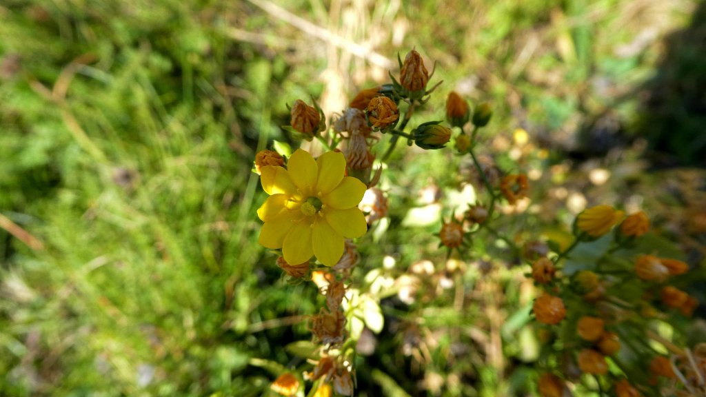Plant [0097] 08-okt-2016 (Helgoland).jpg - Plant [Plantae spec.]