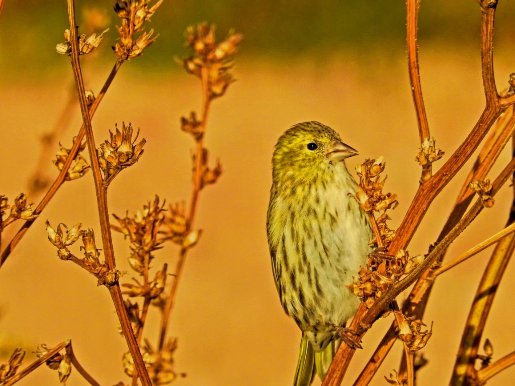 Sijs [0195] 08-okt-2016 (Helgoland).jpg - Sijs [Carduelis spinus]