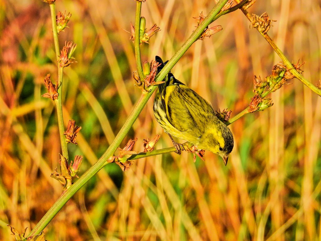 Sijs [0197] 08-okt-2016 (Helgoland).jpg - Sijs [Carduelis spinus]