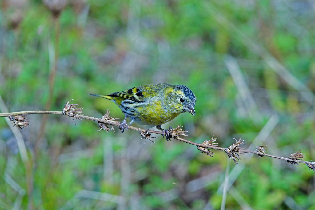 Sijs [0261] 08-okt-2016 (Helgoland).jpg - Sijs [Carduelis spinus]