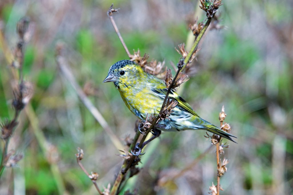 Sijs [0265] 08-okt-2016 (Helgoland).jpg - Sijs [Carduelis spinus]
