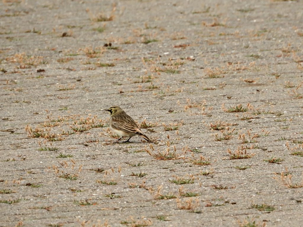 Strandleeuwerik [0183] 08-okt-2016 (Helgoland).jpg - Strandleeuwerik [Eremophila alpestris]