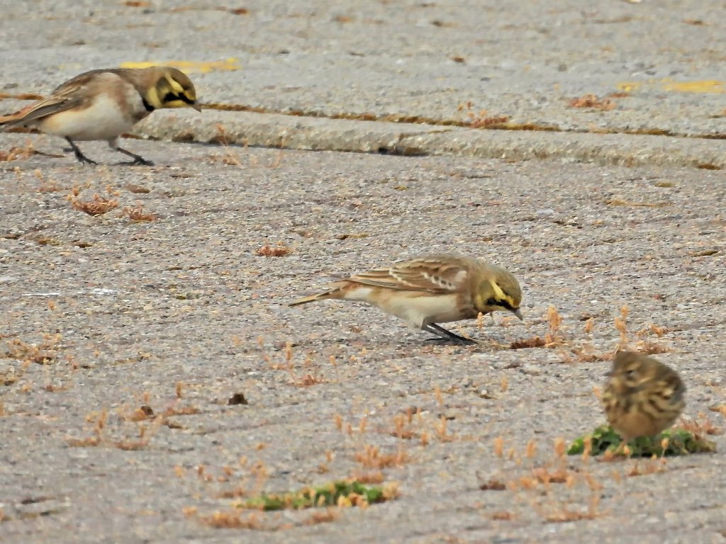 Strandleeuwerik [0184] 08-okt-2016 (Helgoland).jpg - Strandleeuwerik [Eremophila alpestris]