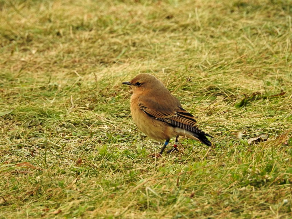 Tapuit [0180] 08-okt-2016 (Helgoland).jpg - Tapuit [Oenanthe oenanthe]