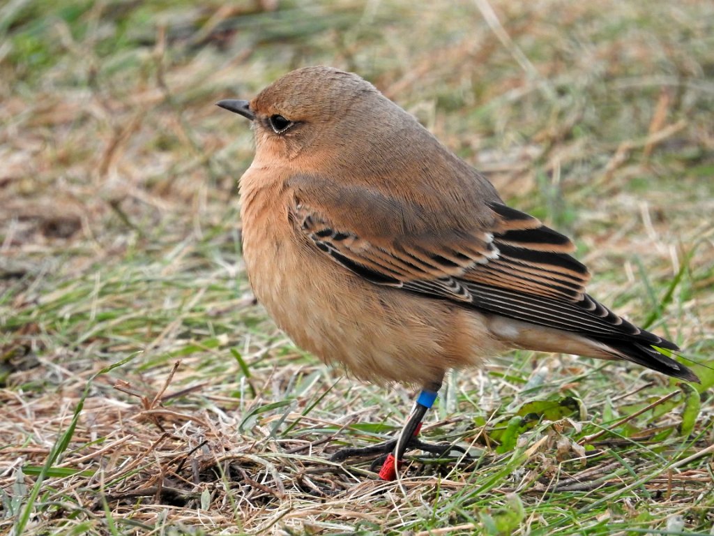 Tapuit [0182] 08-okt-2016 (Helgoland).jpg - Tapuit [Oenanthe oenanthe]
