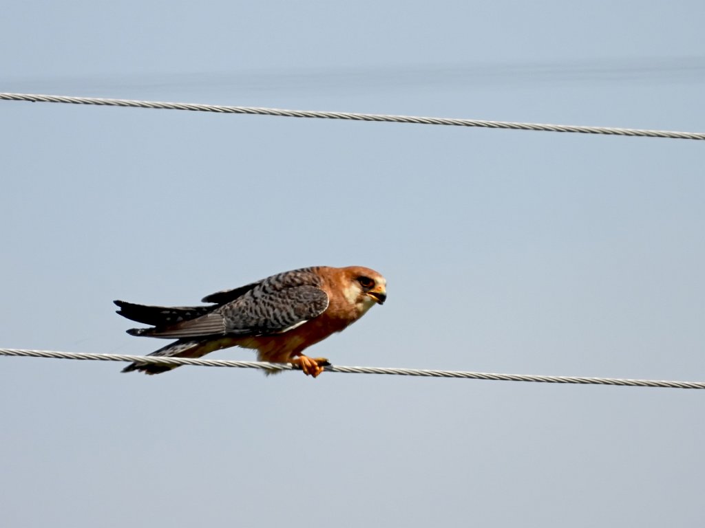 Roodpootvalk [234] 08-mei-2019 (Dunavecse).jpg - Roodpootvalk [Falco vespertinus]