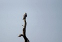 Black-shouldered Kite [1202] 01-dec-2013 (National Chambal Sanctuary)
