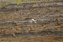 Great Thick-knee [1297] 01-dec-2013 (National Chambal Sanctuary)