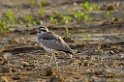 Great Thick-knee [1302] 01-dec-2013 (National Chambal Sanctuary)