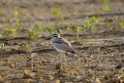 Great Thick-knee [1303] 01-dec-2013 (National Chambal Sanctuary)