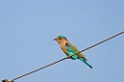 Indian Roller [1206] 01-dec-2013 (National Chambal Sanctuary)