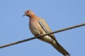 Laughing Dove [1209] 01-dec-2013 (National Chambal Sanctuary)