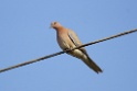 Laughing Dove [1210] 01-dec-2013 (National Chambal Sanctuary)