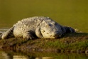 Mugger Crocodile [1289] 01-dec-2013 (National Chambal Sanctuary)