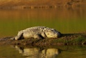 Mugger Crocodile [1291] 01-dec-2013 (National Chambal Sanctuary)