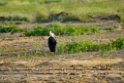 Woolly-necked Stork [1294] 01-dec-2013 (National Chambal Sanctuary)