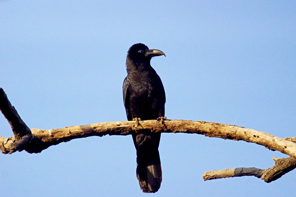 Large-billed Crow [1390] 02-dec-2013 (National Chambal Sanctuary).jpg - Dikbekkraai [Corvus macrorhynchos]
