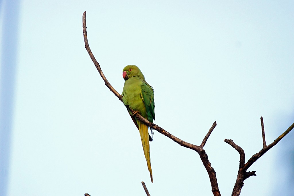 Rose-ringed Parakeet [1359] 02-dec-2013 (National Chambal Sanctuary).jpg - Halsbandparkiet [Psittacula krameri]
