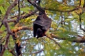 Indian Flying Fox [1361] 02-dec-2013 (National Chambal Sanctuary)