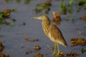 Indian Pond Heron [1460] 02-dec-2013 (National Chambal Sanctuary)