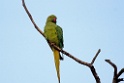 Rose-ringed Parakeet [1358] 02-dec-2013 (National Chambal Sanctuary)