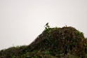 Bay-backed Shrike [1970] 03-dec-2013 (Keoladeo NP, Bharatpur)