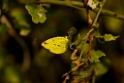 Common Grass Yellow [1805] 03-dec-2013 (Keoladeo NP, Bharatpur)