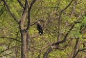 Crested Serpent Eagle [1861] 03-dec-2013 (Keoladeo NP, Bharatpur)